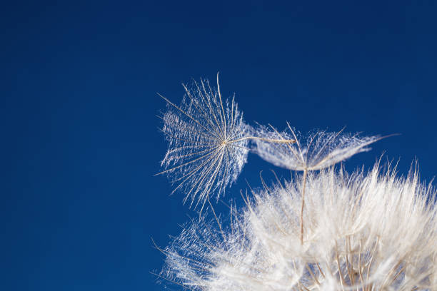istock White fluffy dandelion on bright blue sky with copy space. Abstract nature flowery background. Freedom concept. 1331878559