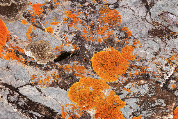 istock Moss and lichen growing on grey rock. Natural texture background with bright colorful vegetation on stone. 1331878604