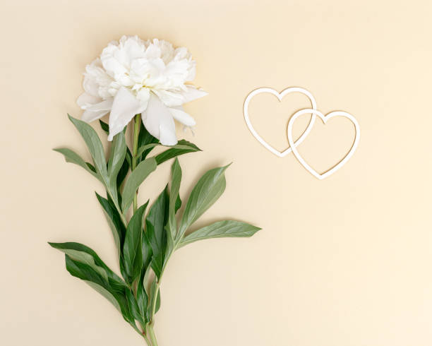белый пион с зелеными листьями и маленькими сердечками. летняя романтическая поздравительная открытка со свежим нежным цветком. - 7677 стоковые фото и изображения