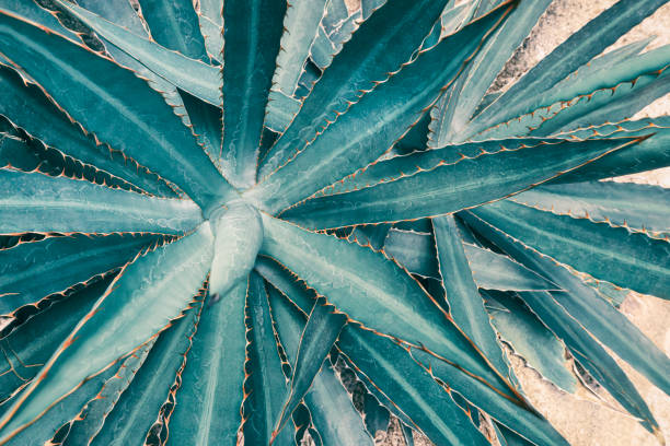 istock agave succulent plant 1331879339