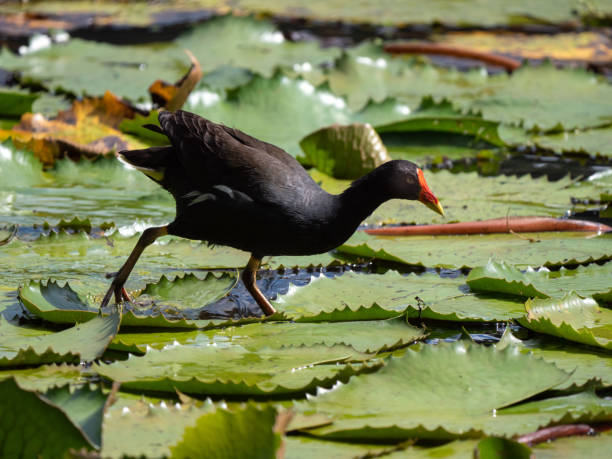 istock Lake Karihani life Mayotte 1331879352