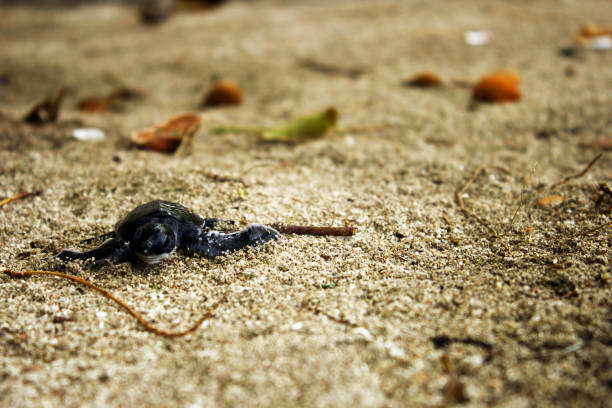 아기 거북이 - sea turtle square shape square endangered species 뉴스 사진 이미지