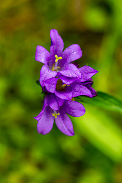 istock Campanula glomerata flower growing in the field 1331879835