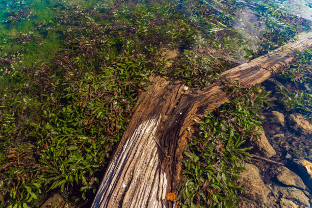 A detailed close-up of rugged tree bark covered in moss with lush ferns growing along the crevices. Rich greens and earthy textures evoke a damp, ancient European forest.