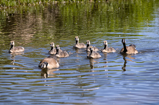 Canada Geese family swimming in the lake,  BC, Canada