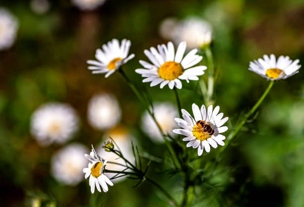 insetto con il nome latino syrphidae si trova su un fiore di margherita bianca - hoverfly nature white yellow foto e immagini stock