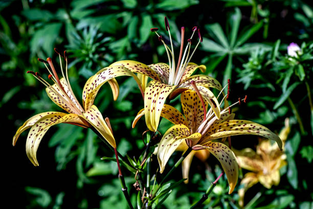 istock bright delicate yellow tiger lily in the garden 1331885265