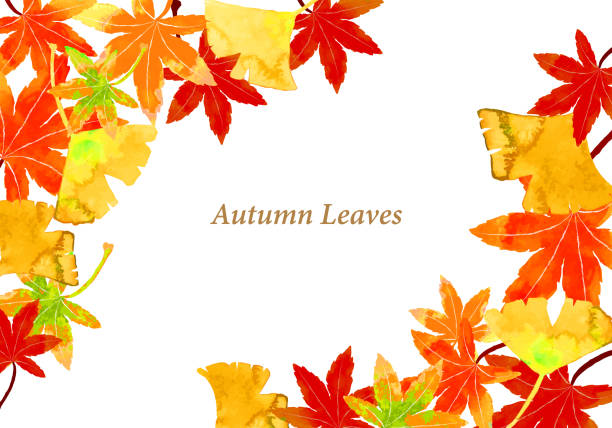 illustrations, cliparts, dessins animés et icônes de aquarelle feuilles d’automne érable et cadre ginkgo - tomber illustrations