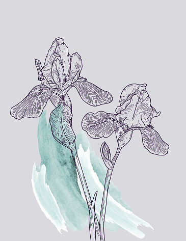 Elegant and detailed line artwork of iris flowers on a simple watercolour brush background.