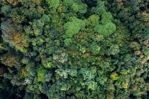 istock mountains and green forest in the evening 1331886429
