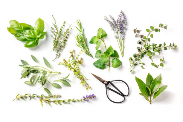 istock Fresh garden herbs, overhead flat lay shot on a white background 1331887482