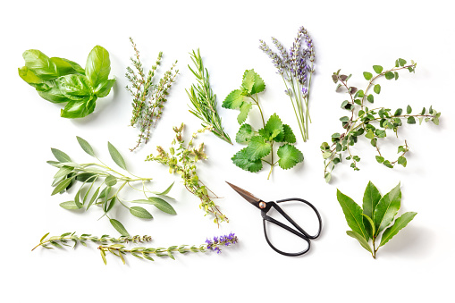 Fresh garden herbs, overhead flat lay shot on a white background. Bunches of rosemary, basil, thyme and various other rustic plants
