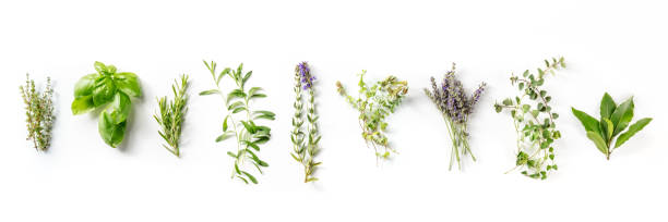 herbes de provence con lavanda, hierbas aromáticas tradicionales francesas panorama - tarragon herb spice freshness fotografías e imágenes de stock