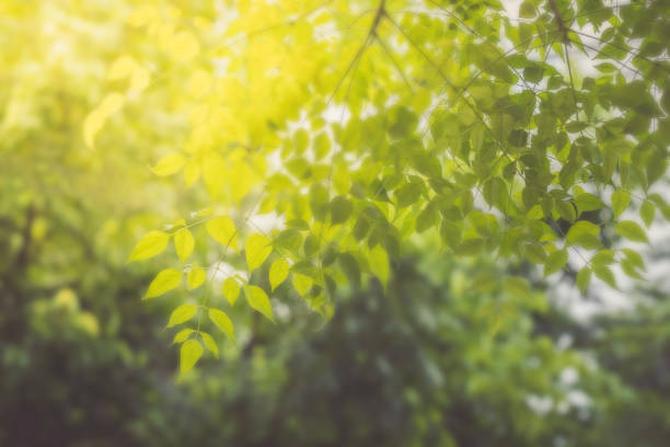 istock Beautiful nature of green leaf 1331887506