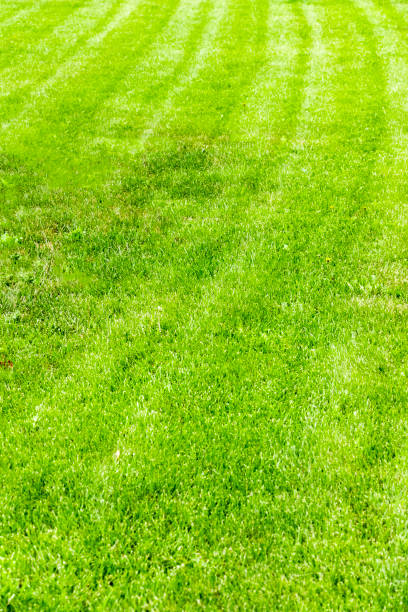 istock Beautiful lawn in the backyard 1331887755