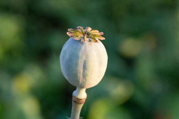istock Unripe breadseed poppy seed capsule, close-up on blurred background 1331888416