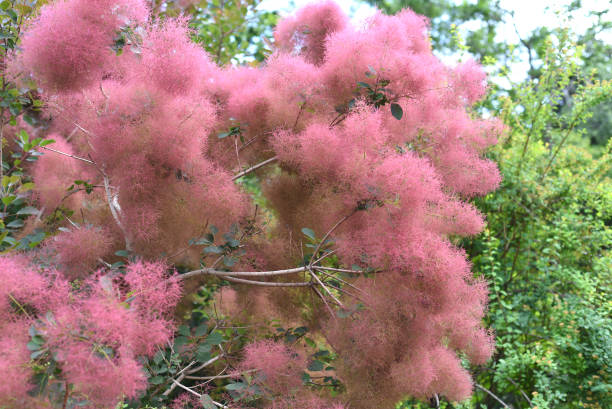 Branch of skumpia tree, Russian Far East Branch of skumpia tree, Russian Far East smoke bush blooming stock pictures, royalty-free photos & images