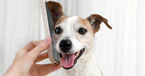 Closeup of cute little dog listening smartphone stock photo