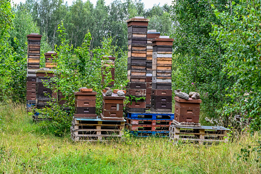 lots of beehives stacked in piles in forest Kumla Sweden july 2021