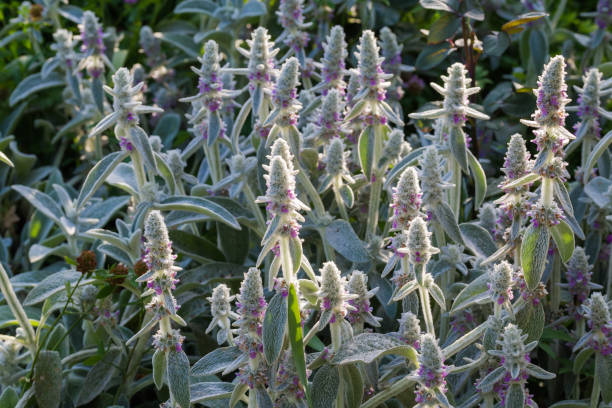 Flowering Stachys byzantina bush with leaves with silver-white hairs Bush of the flowering Stachys byzantina, also known as lamb's-ears with leaves covered with silver-white silky-lanate hairs big ears stock pictures, royalty-free photos & images