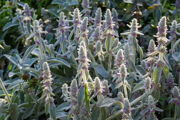 Photo of Flowering Stachys byzantina bush with leaves with silver-white hairs