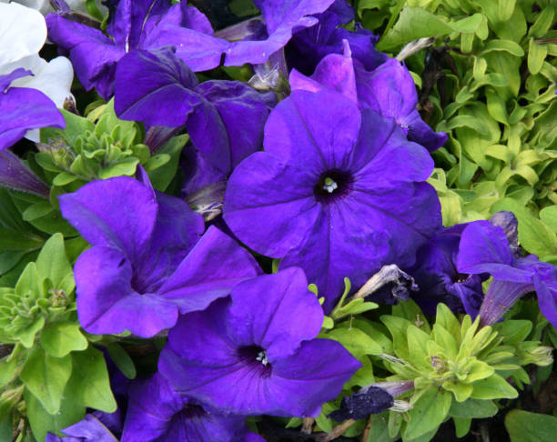 istock Petunia flower (Latin. Petunia) on a flower bed 1331891325