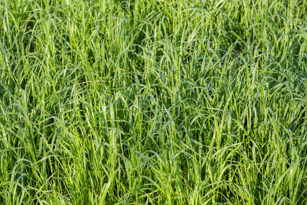 istock Background of tall grass covered with morning dew 1331891399