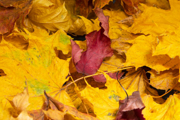 istock Autumn. Multicolored maple leaves lie on the grass 1331891579