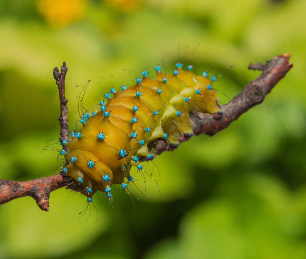 chenille du papillon paon géant saturnia piri sur une branche sur fond vert de feuillage.  image macro avec des détails sur les verrues bleues, les pointes et les cheveux, mise au point sélective. - branch caterpillar animal hair insect photos et images de collection