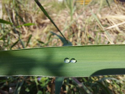 Two drops of water on a green grass leaf