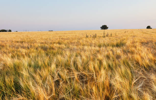 istock Golden wheat field landscape sunset 1331893894