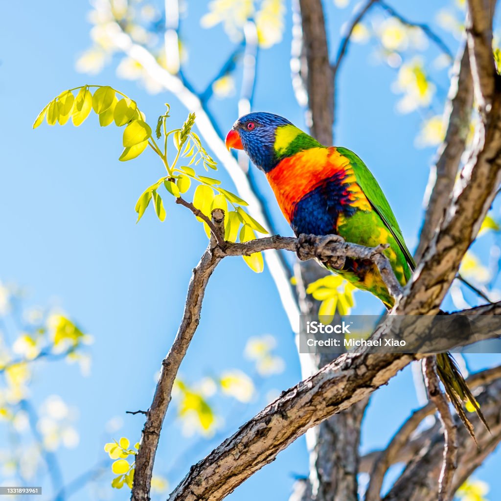 A rainbow lorikeet standing high and watching Found the bird in Como, NSW. Parrot Stock Photo