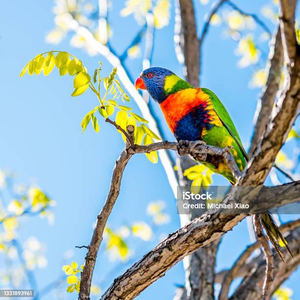 A Rainbow Lorikeet Standing High And Watching Stock Photo - Download Image Now - Parrot, Rainbow Lorikeet, Zoo
