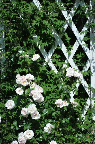 white roses on a white rose trellis
