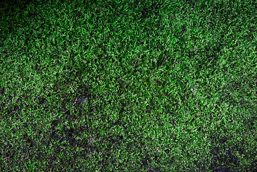 Overhead shot of green moss texture background.