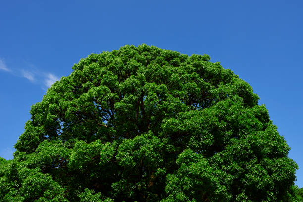 istock Camphor tree in summer against clear sky. 1331894700