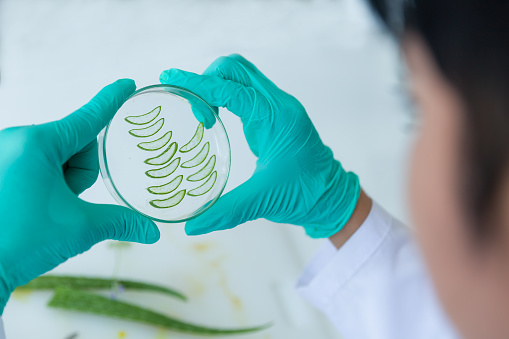 Asian male scientists holding a pane with tests of plants in the laboratory. Scientific experiment. Medical, Lab, Scientific experiment, Researcher, Research