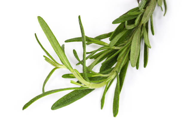 istock Fresh rosemary twig on a white background, fragment close-up 1331895283