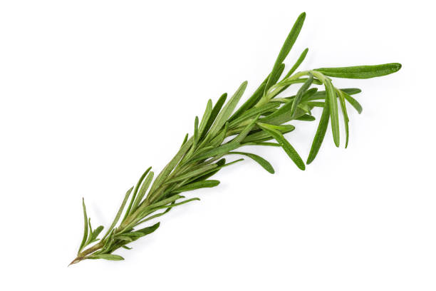 istock Fresh rosemary twig on a white background 1331895292