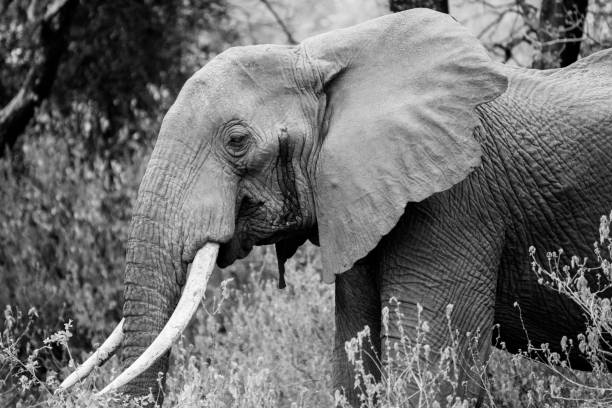 istock Elefant in Tanzania 1331896223