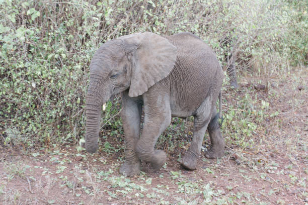 istock Elefant in Tanzania 1331898494