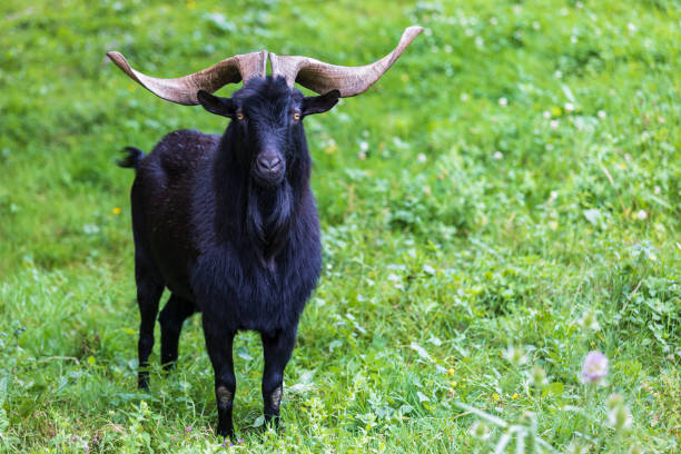 Black goat with large horns and yellow eyes on a grassy background.Concept of nature, rural life, home animals and farming Black goat with large horns and yellow eyes on a grassy background.Concept of nature, rural life, home animals and farming satan goat stock pictures, royalty-free photos & images