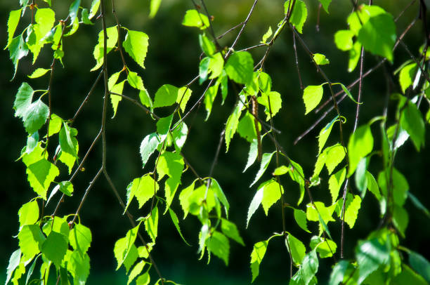 istock young green leaves on the branches of the birch tree, background, spring 1331899773