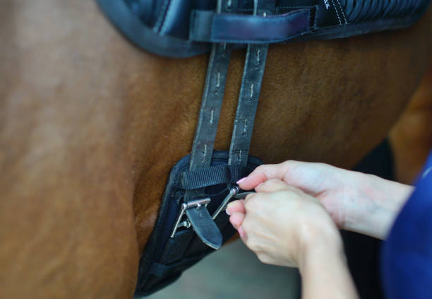 istock Process of putting on saddle girth. Closeup photo. Equestrian background 1331901509