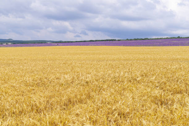 Wheat field and sun in the sky