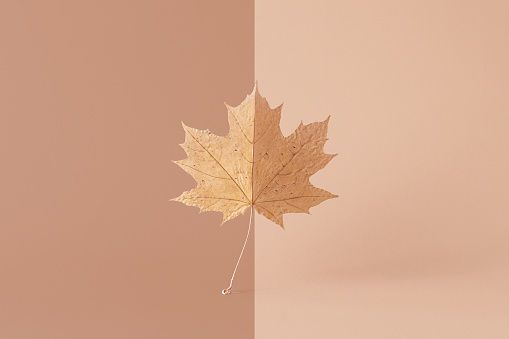 Autumn concept with falling dry leaves in beige monochrome colors. Minimal season nature still life.