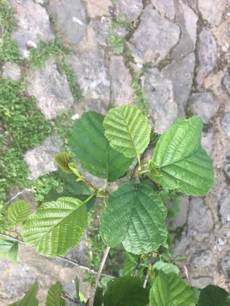 ольха обыкновенная (alnus glutinosa) - листья - glutinosa стоковые фото и изображения