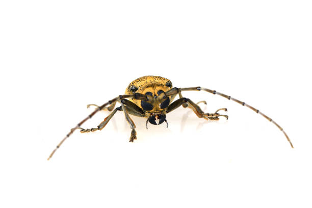 istock Sawyer, on a white background,Close-up pictures 1331904725