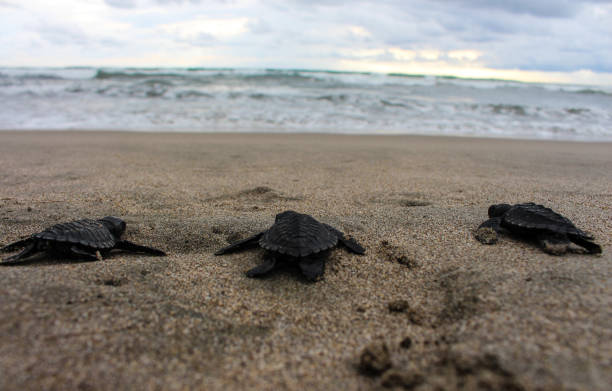 liberar tortuga en fotos de archivo de playa - turtle young animal hatchling sea fotografías e imágenes de stock