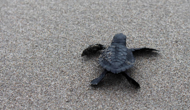 istock baby turtle stock photos 1331905445